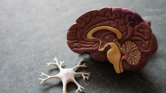 Is Allulose Safe for Kidneys? What the Research Shows