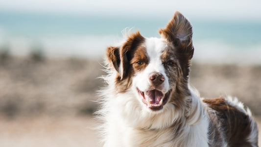 Is Allulose Safe for Dogs? What Every Pet Owner Needs to Know